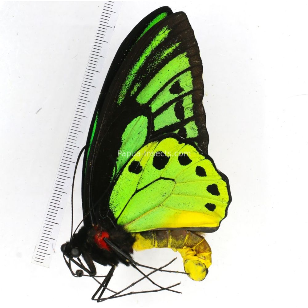 Ornithoptera priamus ssp. from Jayapura province, West Papua, Indonesia