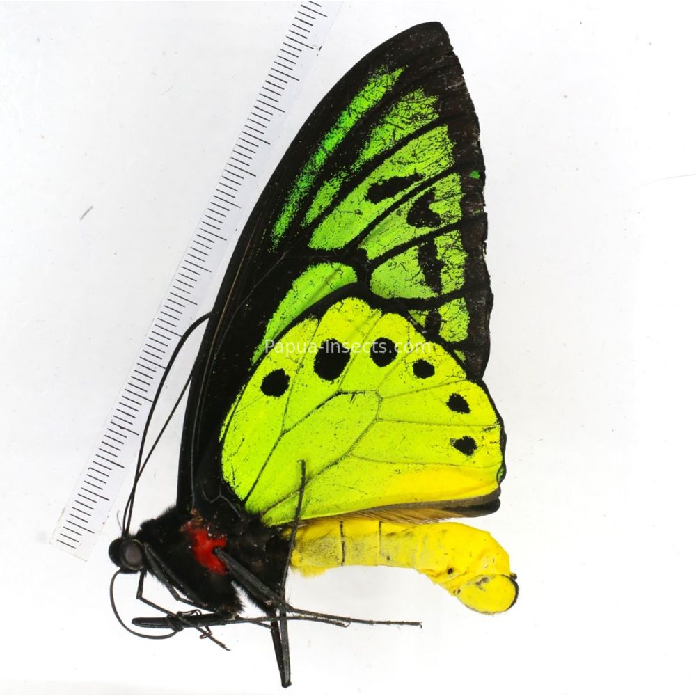 Ornithoptera priamus ssp. from Jayapura province, West Papua, Indonesia