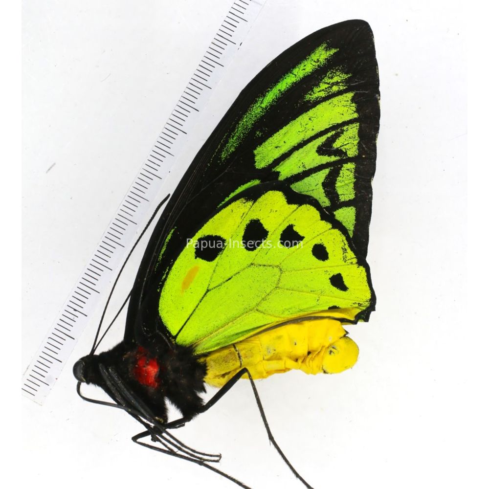 Ornithoptera priamus ssp. from Jayapura province, West Papua, Indonesia