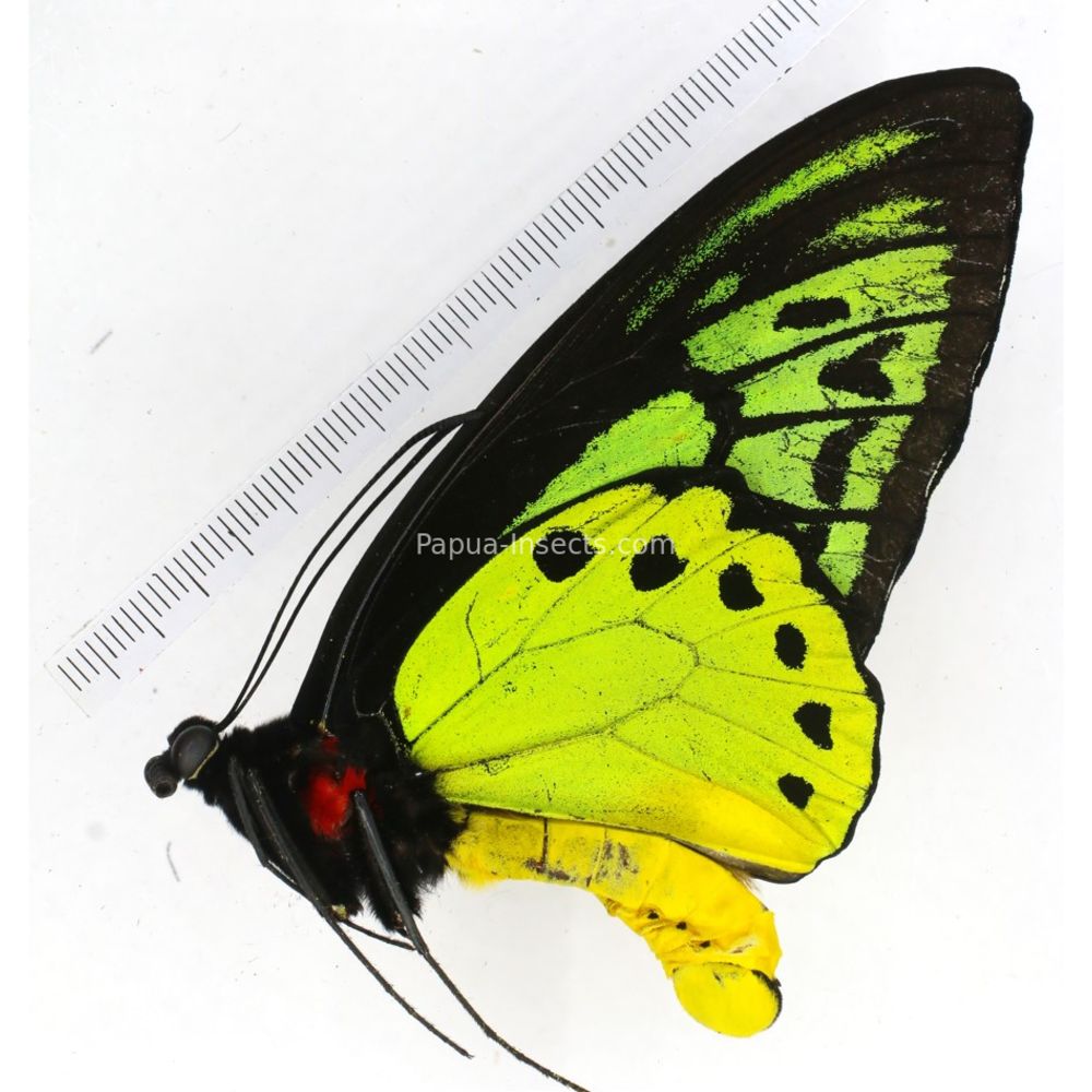 Ornithoptera priamus ssp. from Jayapura province, West Papua, Indonesia