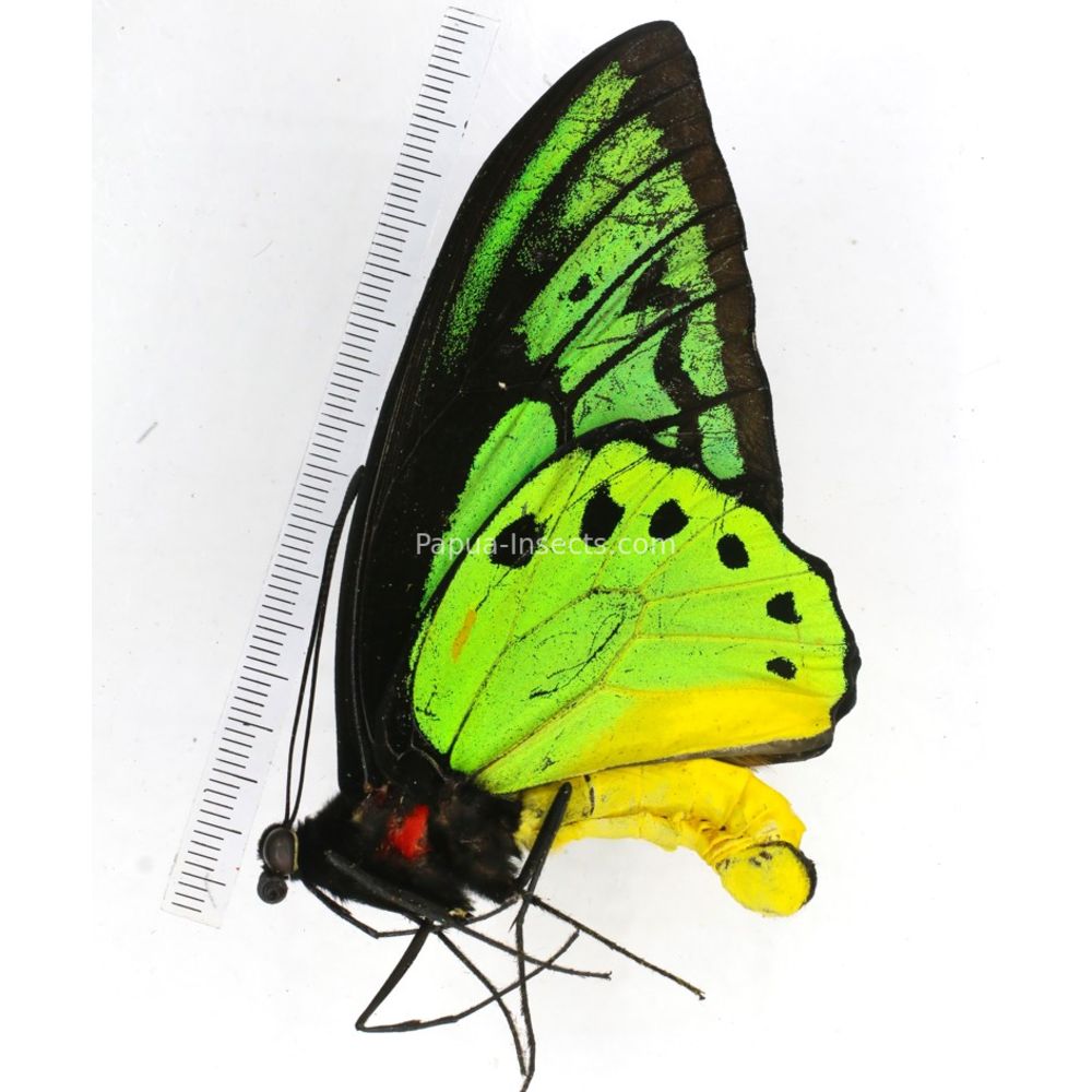 Ornithoptera priamus ssp. from Jayapura province, West Papua, Indonesia