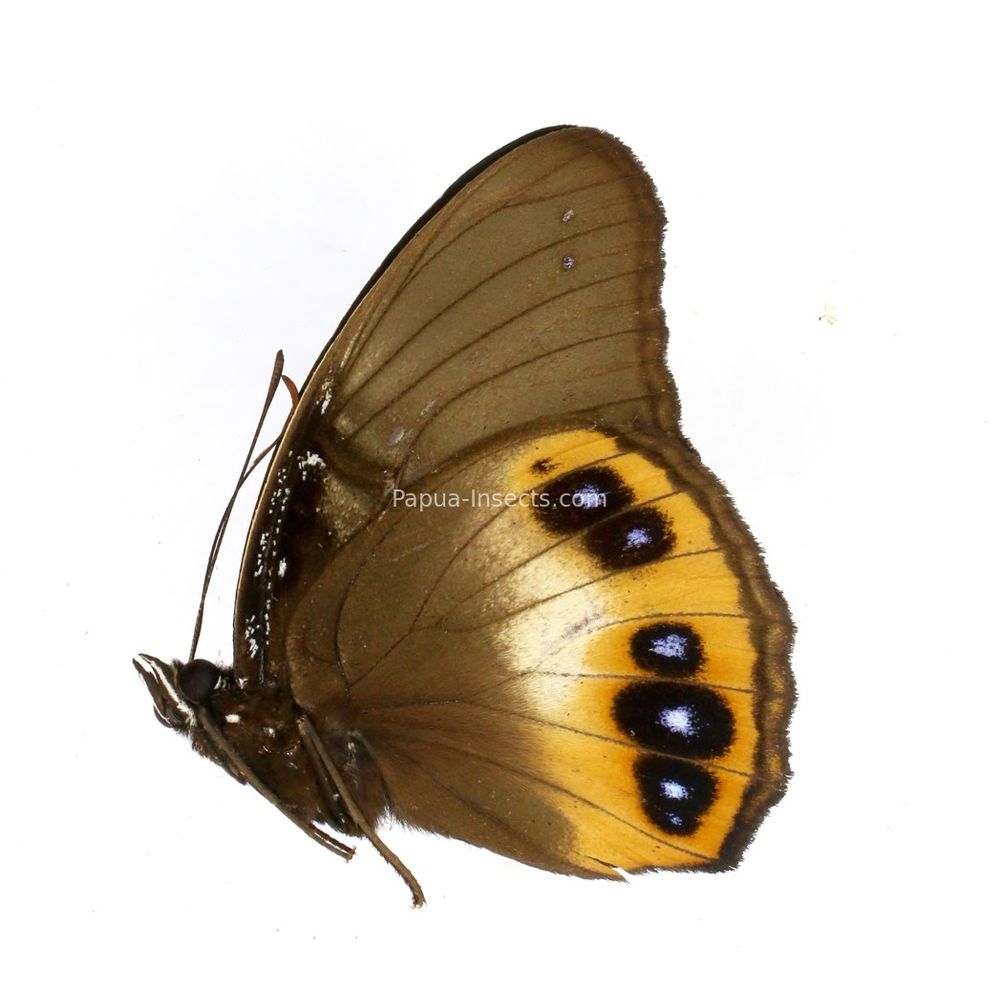 Elymnias cybele obiana from Obi island, Indonesia