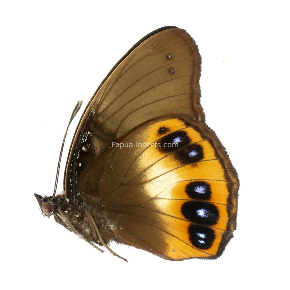 Elymnias cybele obiana from Obi island, Indonesia