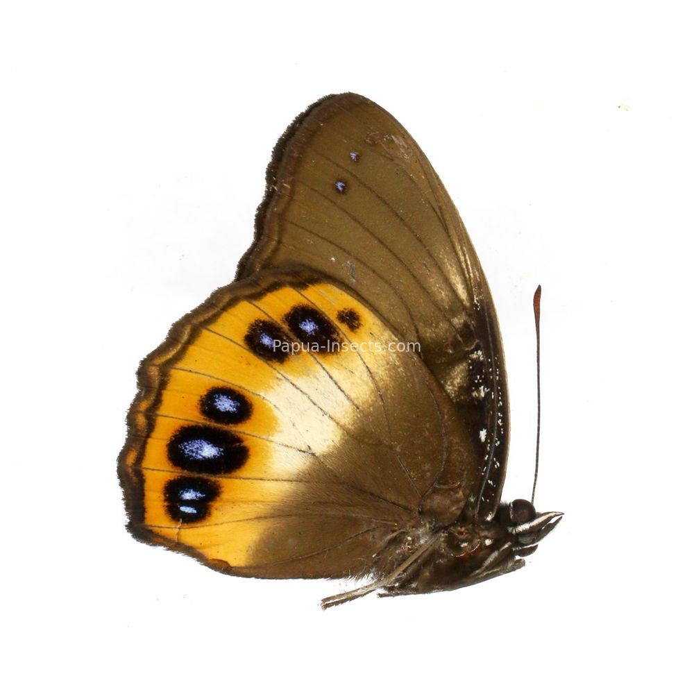 Elymnias cybele obiana from Obi island, Indonesia