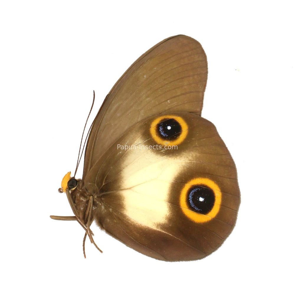 Taenaris marcops macropina from Obi island of Indonesia