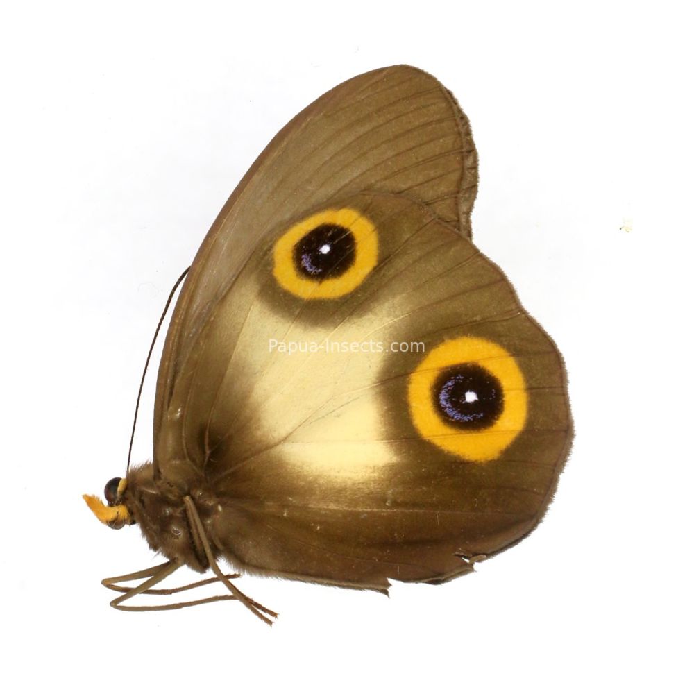 Taenaris marcops macropina from Obi island of Indonesia