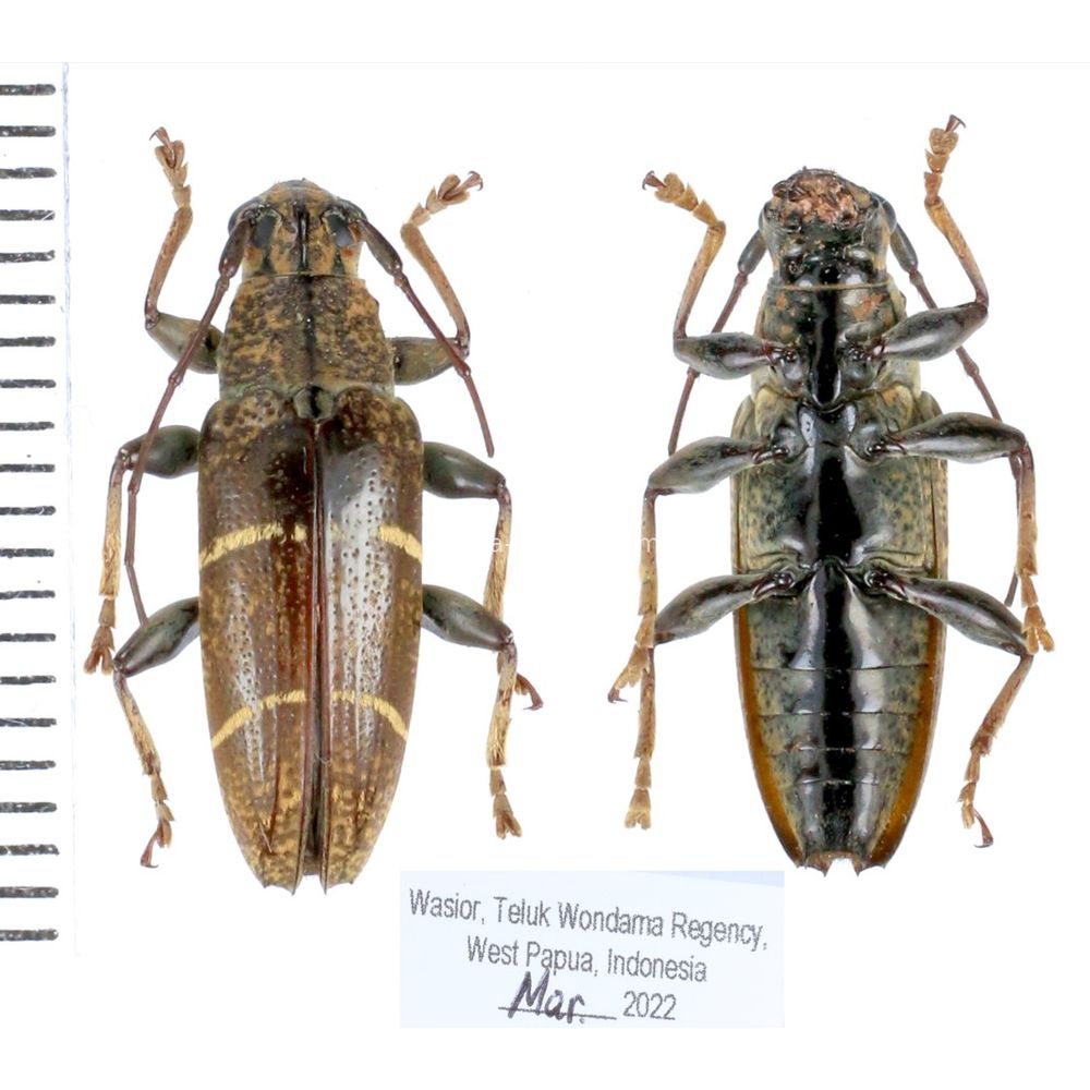 Tmesisternus sp. from Wondama province, West Papua of Indonesia