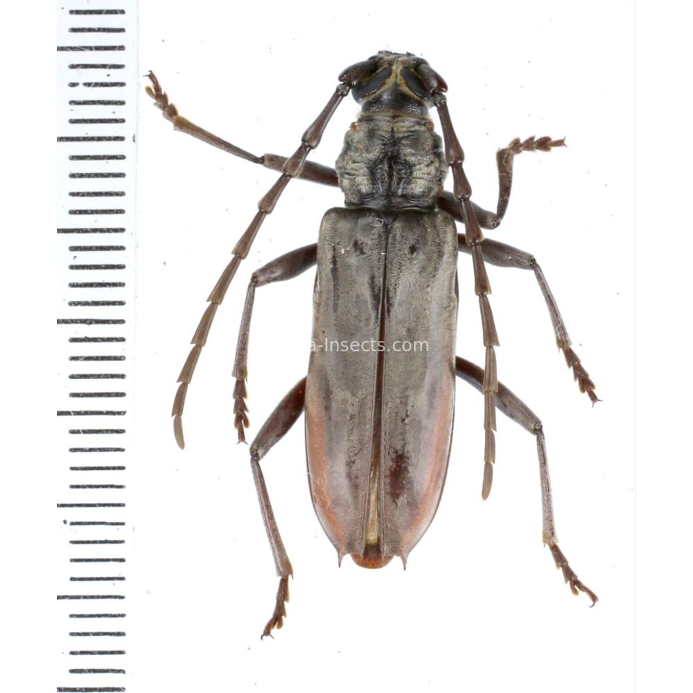 Pachydissus papuanus from Merauke province, Central Papua of Indonesia