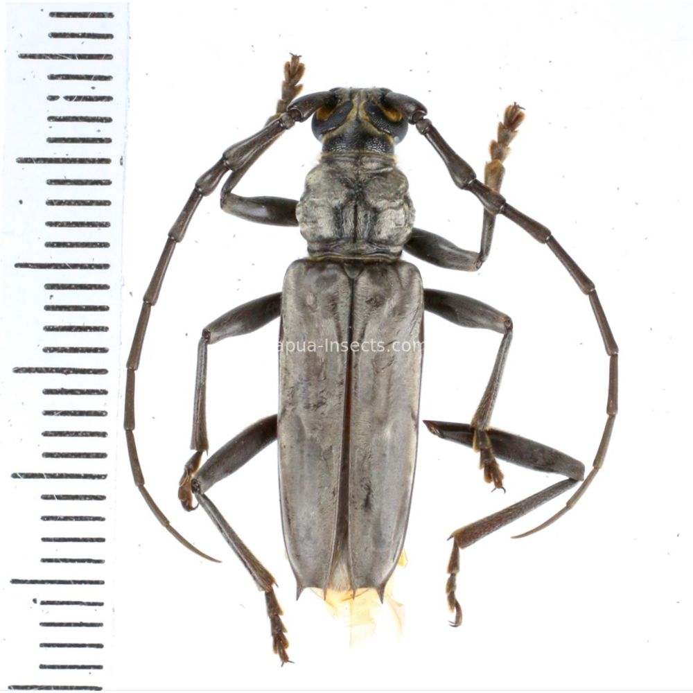 Pachydissus papuanus from Merauke province, Central Papua of Indonesia