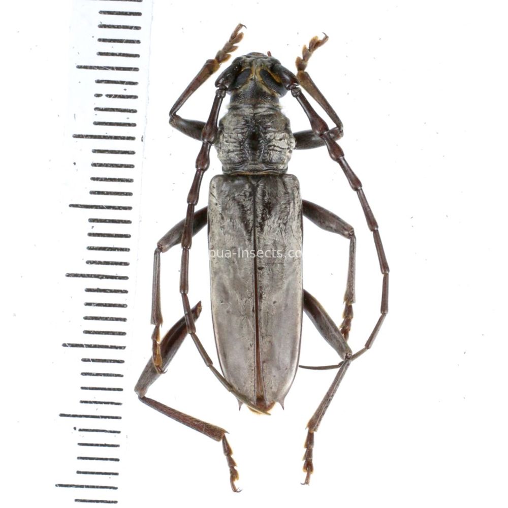 Pachydissus papuanus from Merauke province, Central Papua of Indonesia