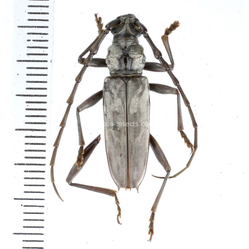 Pachydissus papuanus from Merauke province, Central Papua of Indonesia