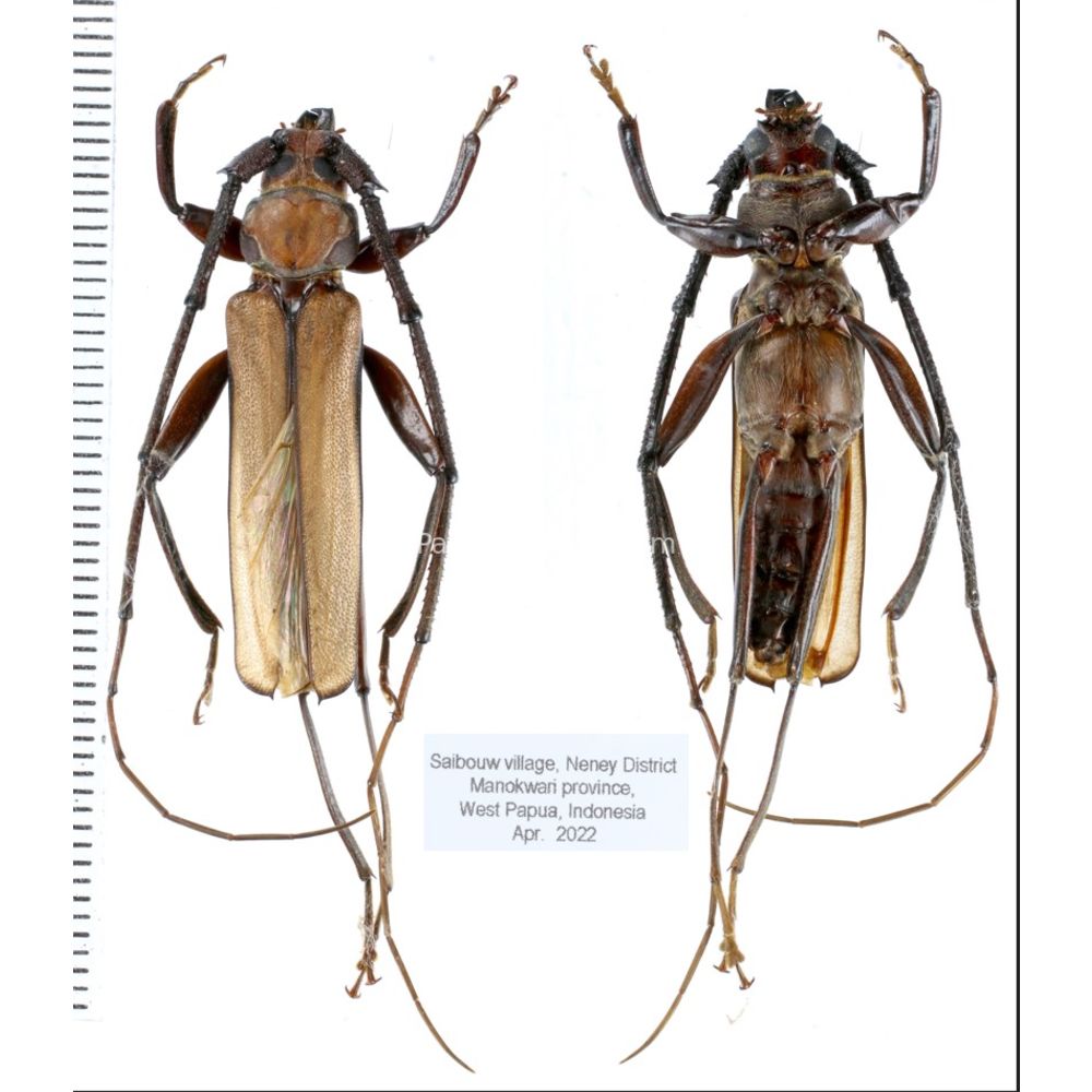 Xystrocera apiculata from Manokwari province, West Papua, Indonesia