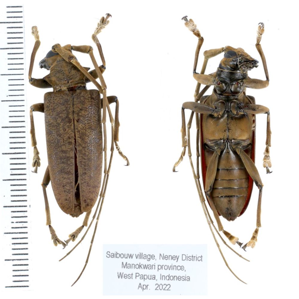 Acalolepta sp. from Manokwari province, West Papua, Indonesia