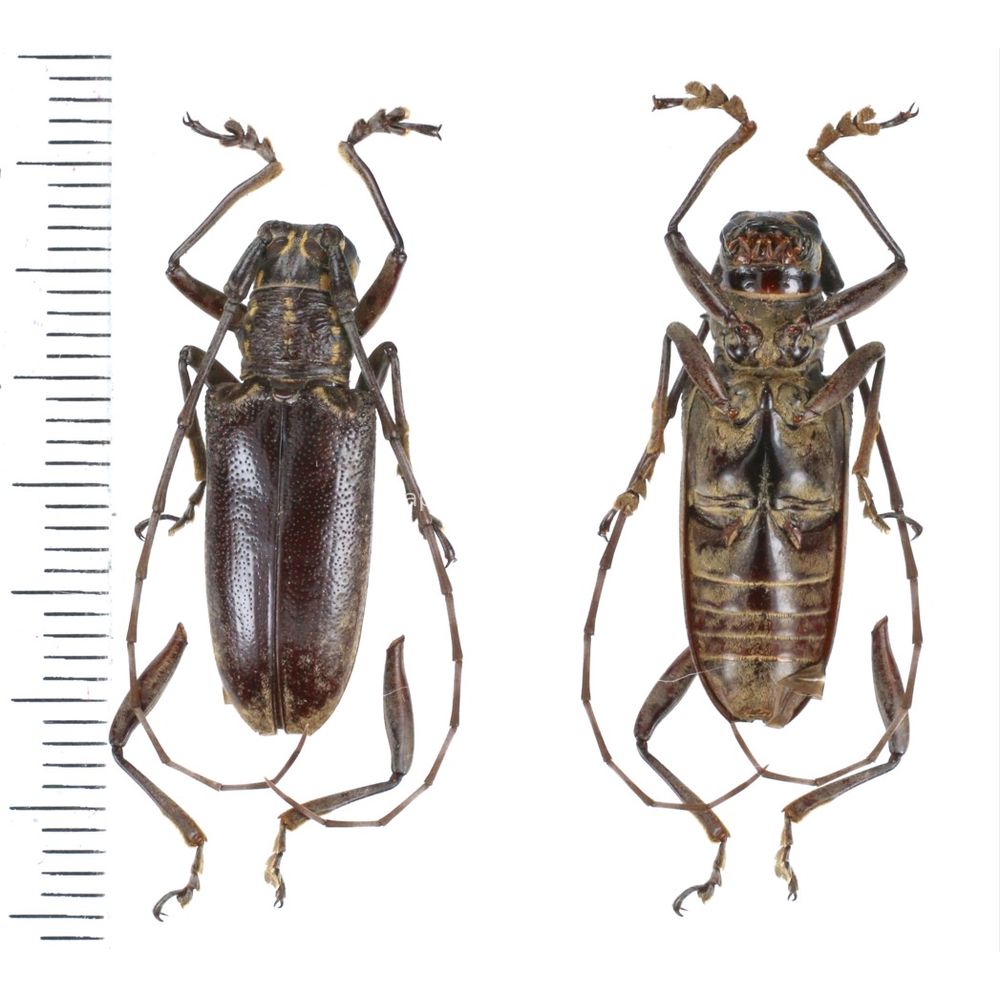 Epepeotes luscus luscus from West Sumatra, Indonesia