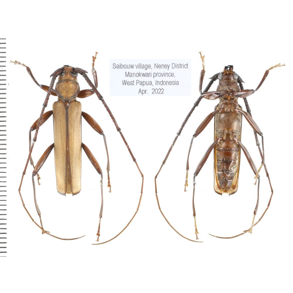 Xystrocera apiculata from Manokwari province, West Papua, Indonesia