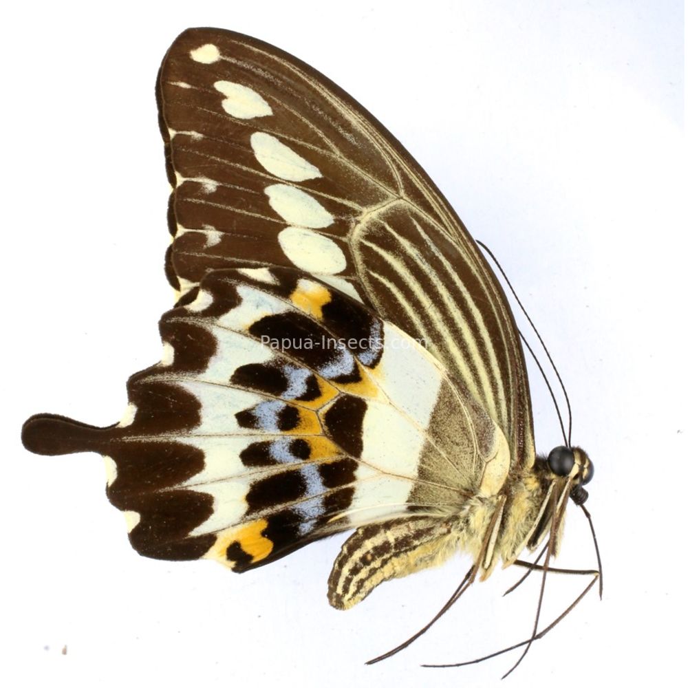 Papilio gigon gigon - female from Buton island, Indonesia