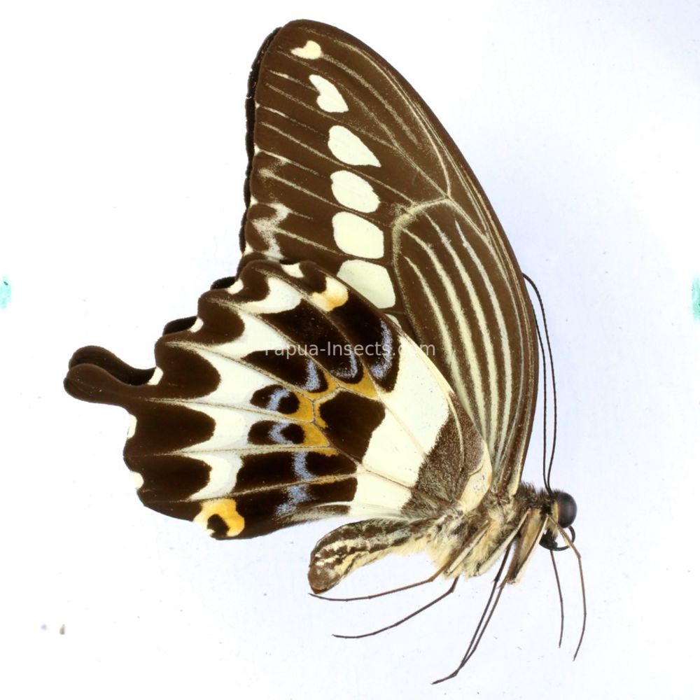 Papilio gigon gigon - male from Buton island, Indonesia