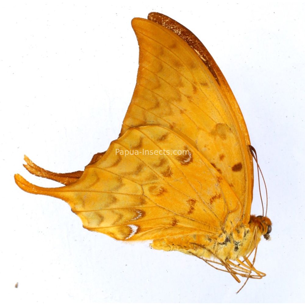 Meandrus payeni - female from Sumatra of Indonesia