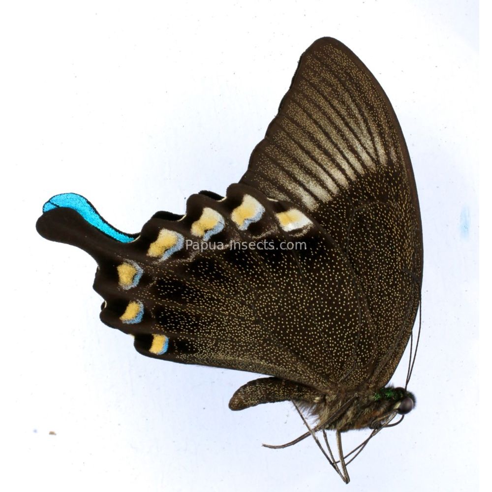 Papilio blumei blumei - male from East Sulawesi, Insonesia