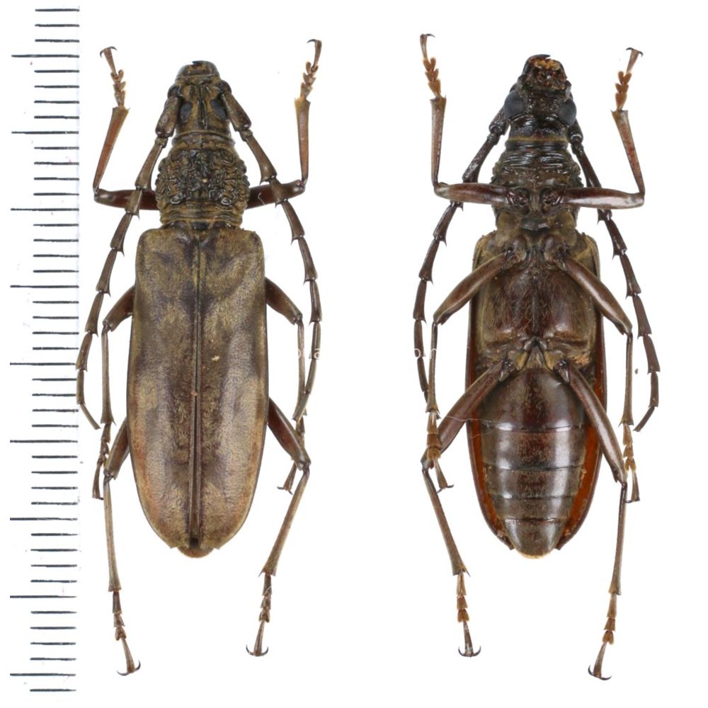 Aeolesthes bilobulartus from West Sumatra, Insonesia