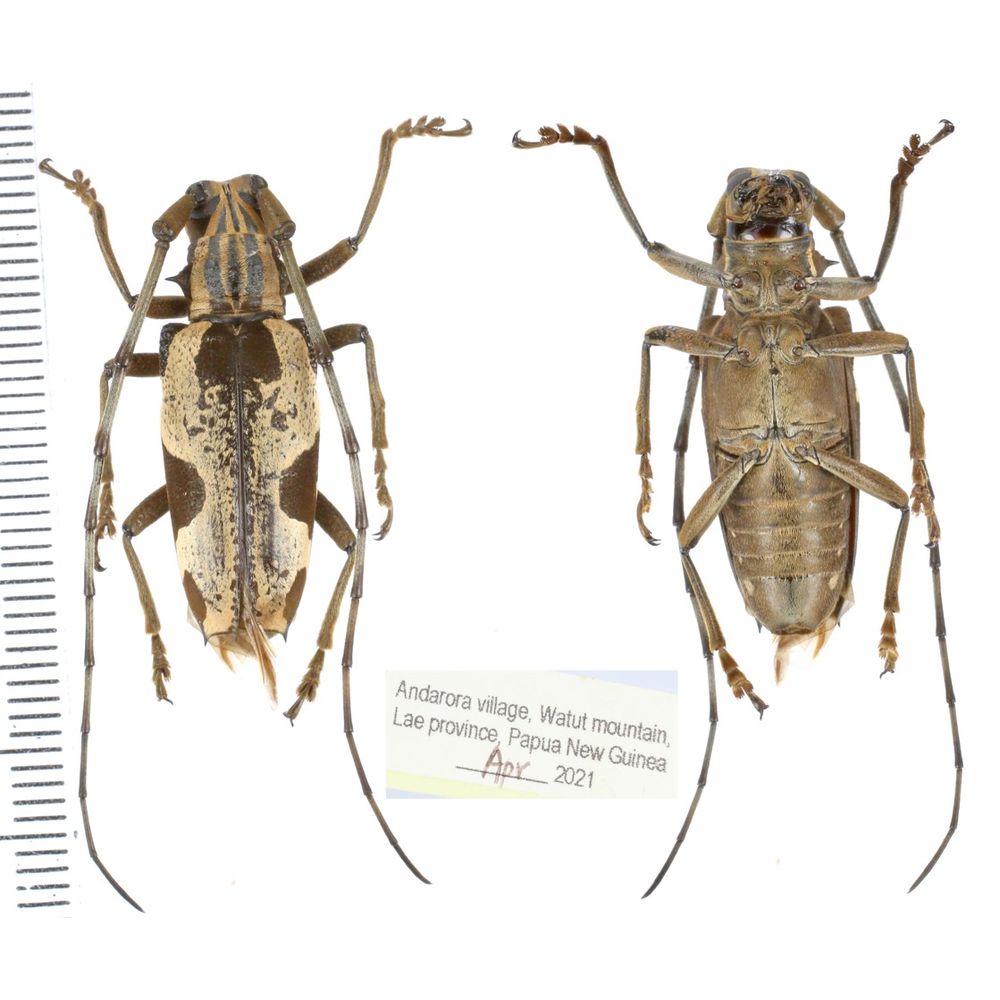 Paraepepeotes togatus togatus from Lae province, Papua New Guinea