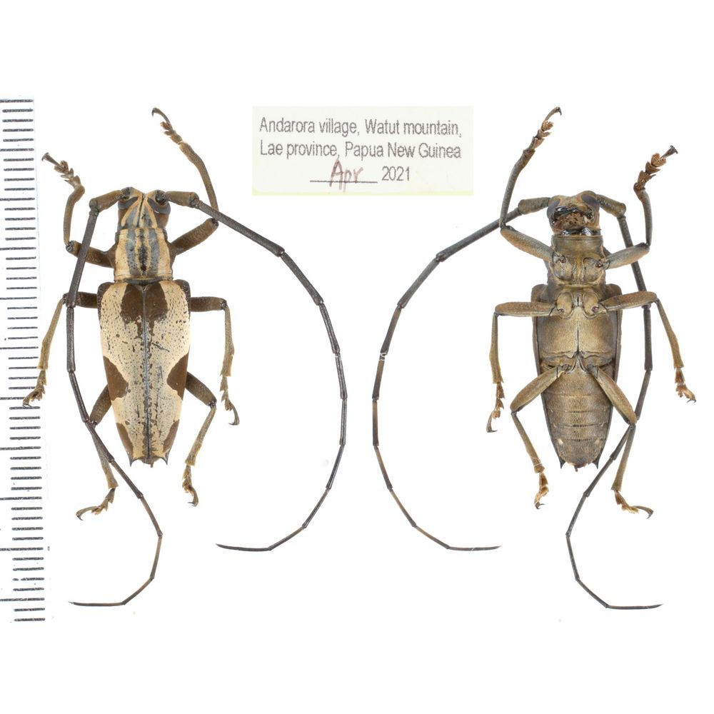 Paraepepeotes togatus togatus from Lae province, Papua New Guinea