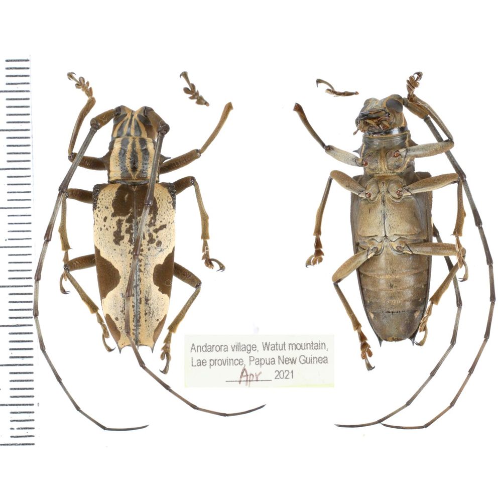 Paraepepeotes togatus togatus from Lae province, Papua New Guinea