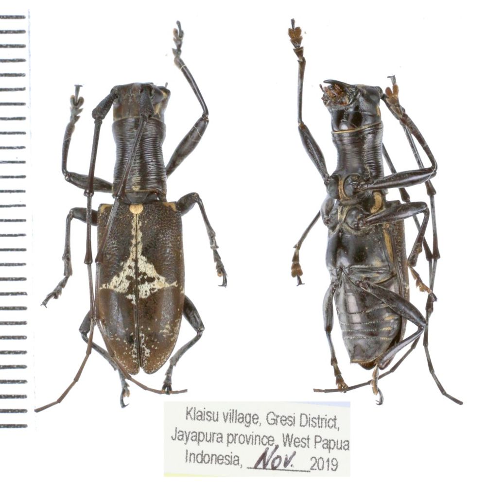 Gnoma pulverea subgrisea female from Jayapura province, West Papua, Insonesia