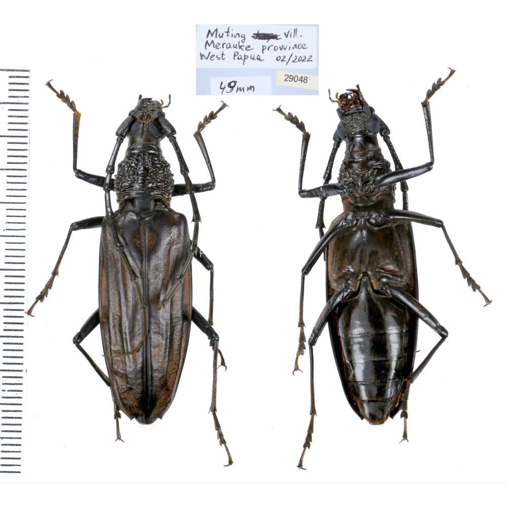 Aeolesthes externa 49mm from Merauke province, Central Papua, Indonesia