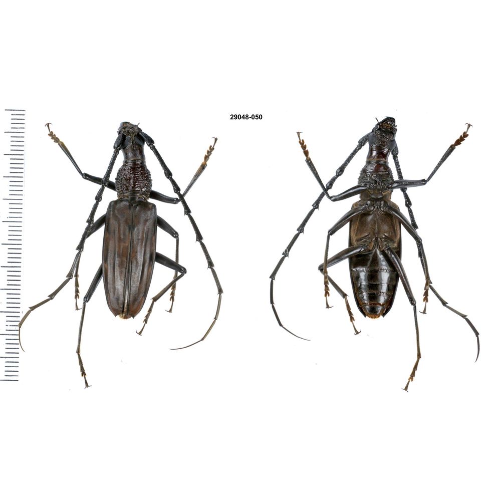 Aeolesthes externa 43mm from Merauke province, Central Papua, Indonesia