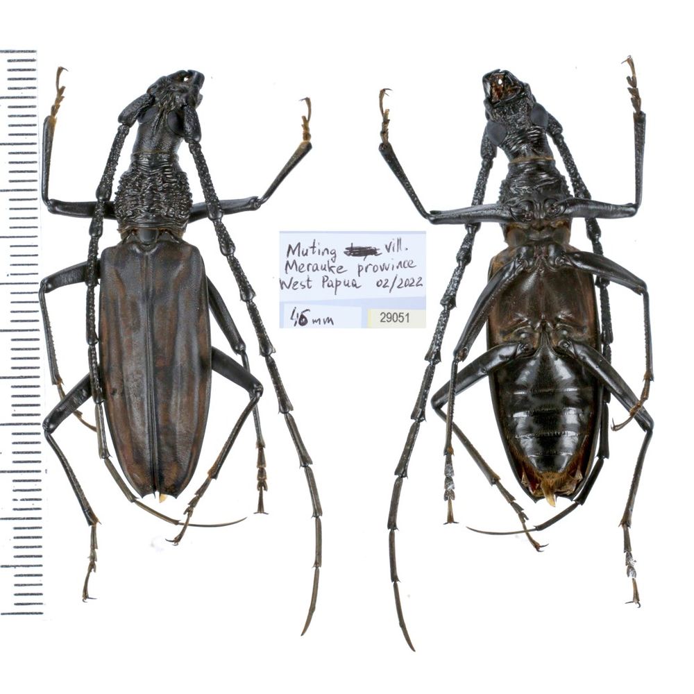 Aeolesthes externa 46mm from Merauke province, Central Papua, Indonesia