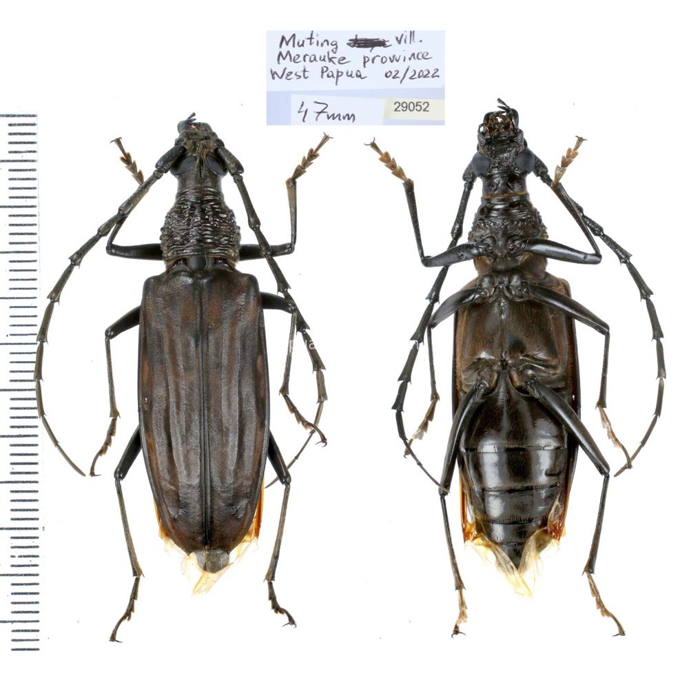 Aeolesthes externa 47mm from Merauke province, Central Papua, Indonesia