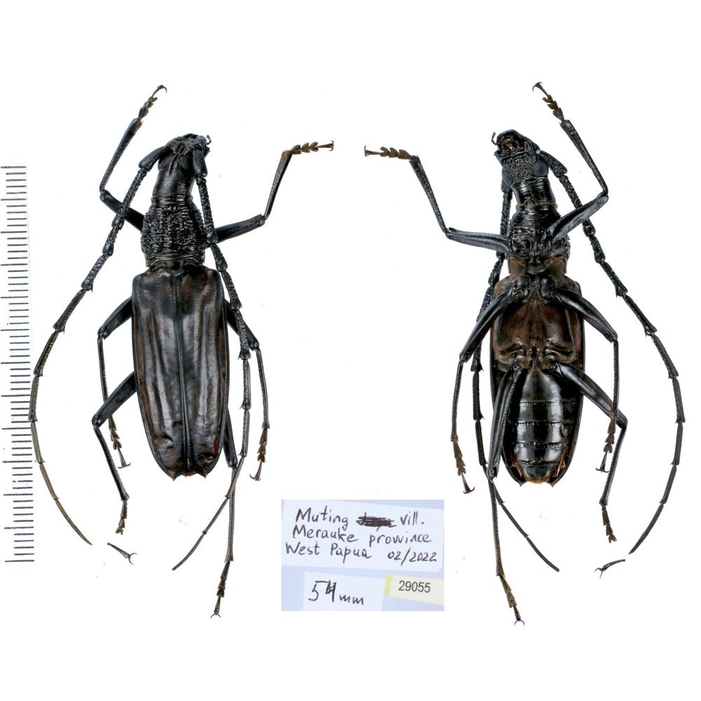 Aeolesthes externa 54mm from Merauke province, Central Papua, Indonesia