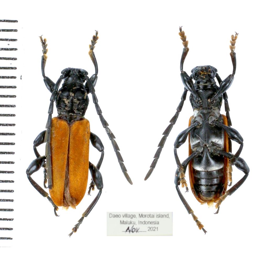 Lachnopterus auripennis from Morotai island, Indonesia