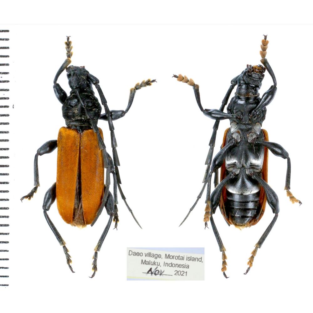 Lachnopterus auripennis from Morotai island, Indonesia