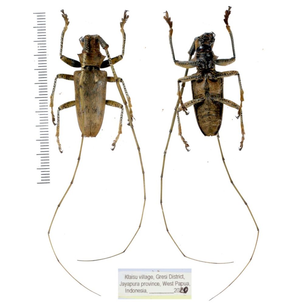 Acalolepta sp. from Jayapura peovince, West Papua, Indonesia