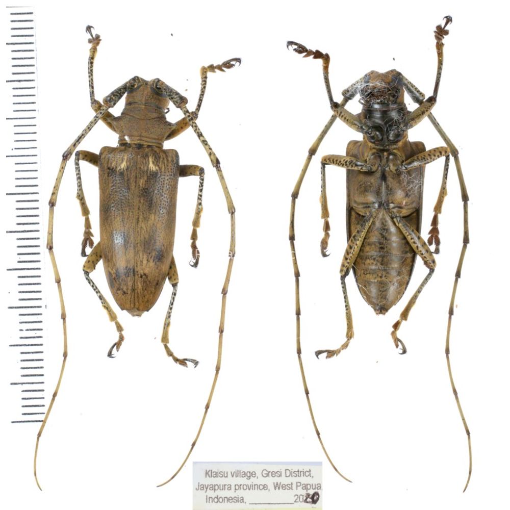 Acalolepta sp. from Jayapura peovince, West Papua, Indonesia