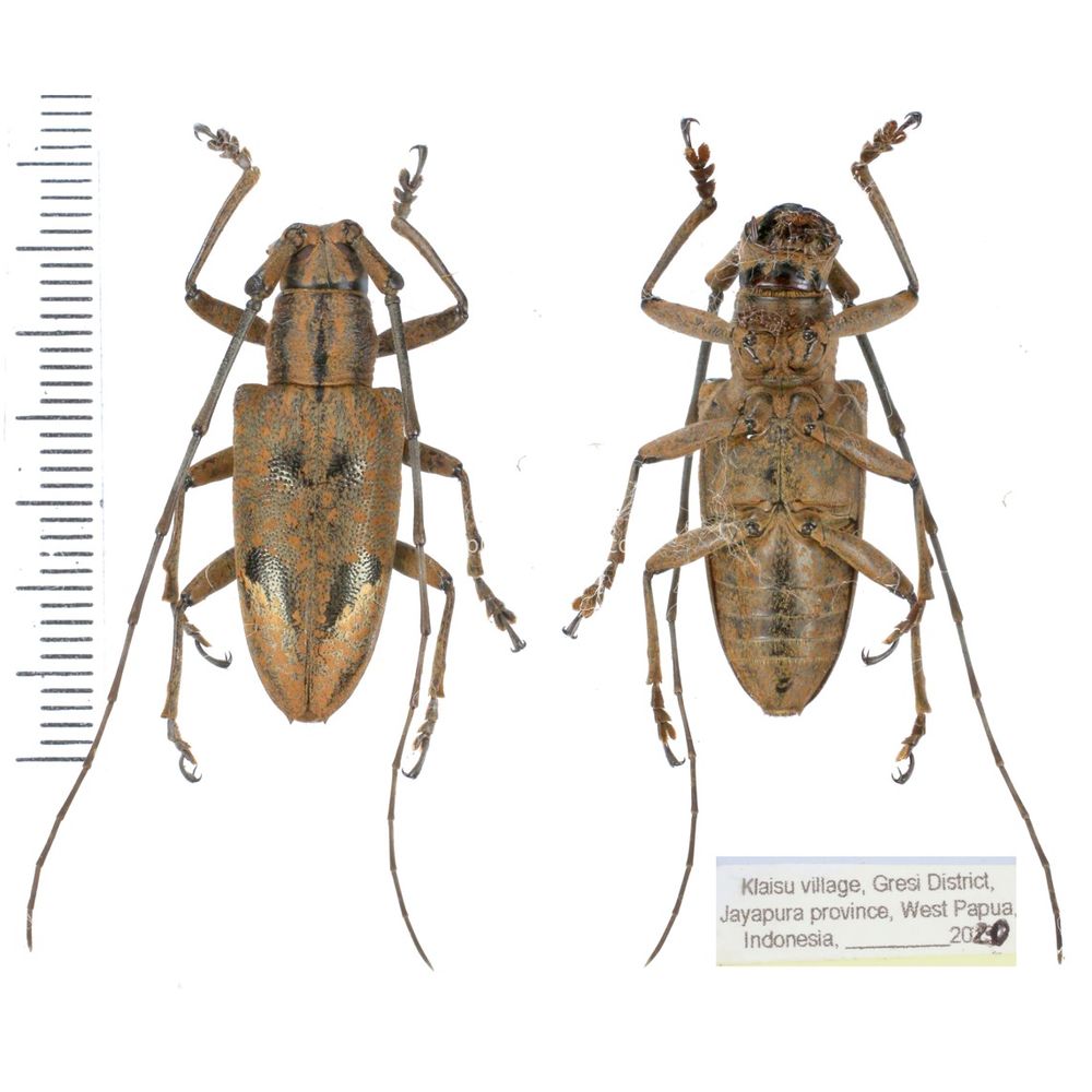 Pelargoderus arouensis from Jayapura peovince, West Papua, Indonesia