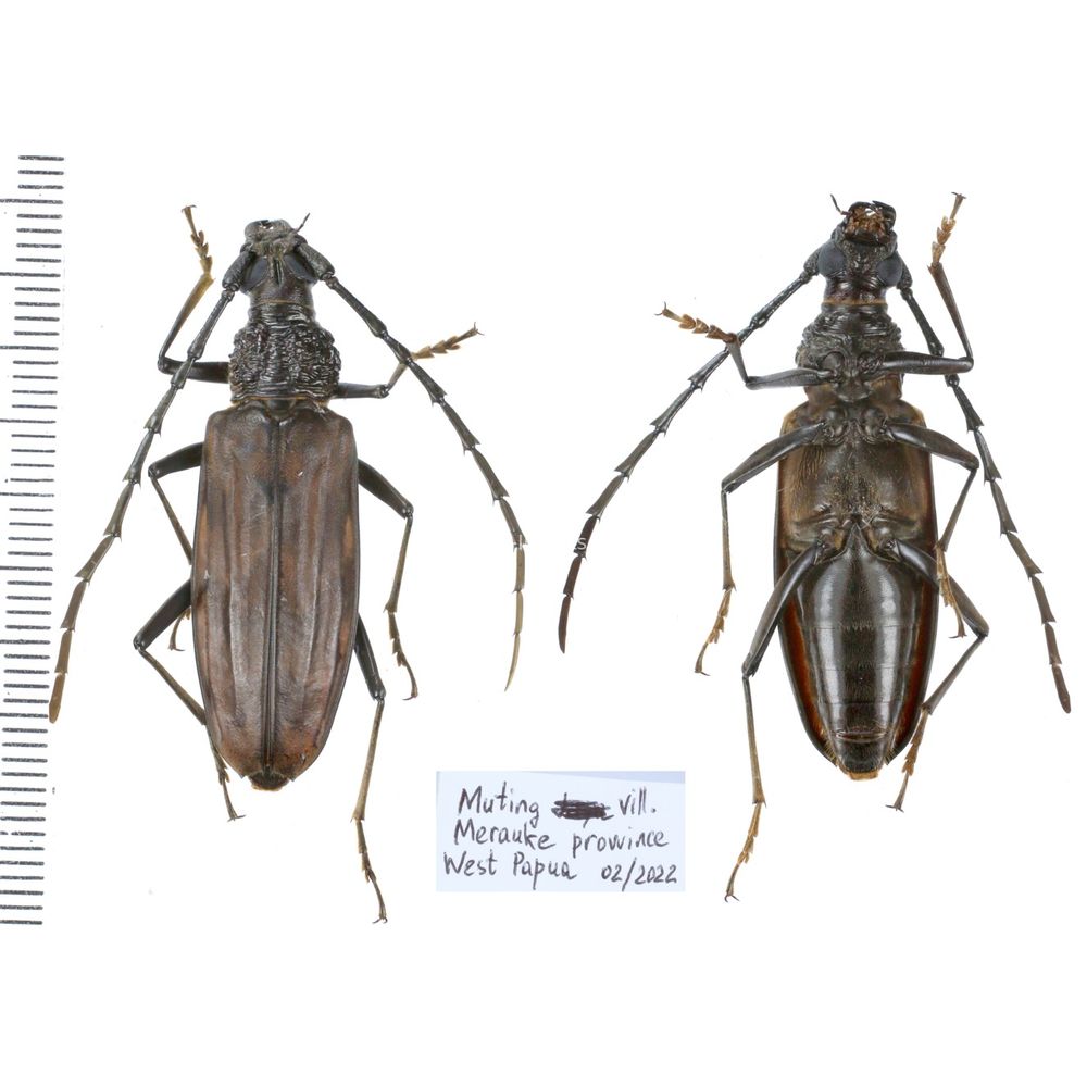 Aeolesthes externa from Merauke province, Central Papua, Indonesia