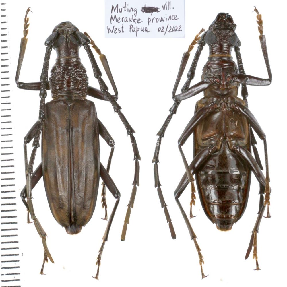 Aeolesthes externa from Merauke province, Central Papua, Indonesia