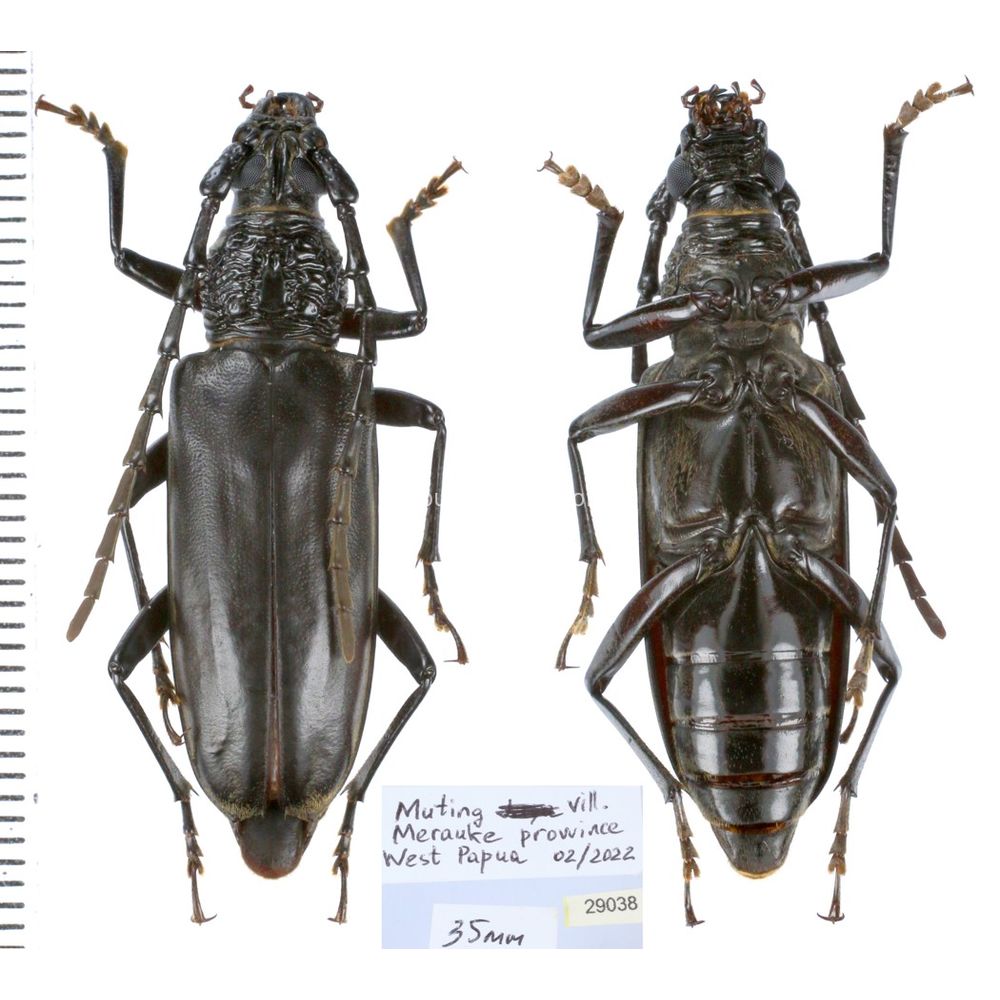 Aeolesthes externa 35mm from Merauke province, Central Papua, Indonesia