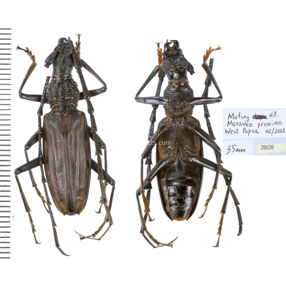 Aeolesthes externa 35mm from Merauke province, Central Papua, Indonesia