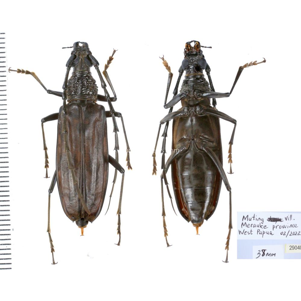 Aeolesthes externa 38mm from Merauke province, Central Papua, Indonesia