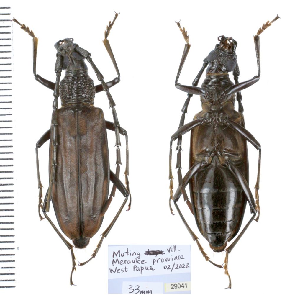 Aeolesthes externa 33mm from Merauke province, Central Papua, Indonesia