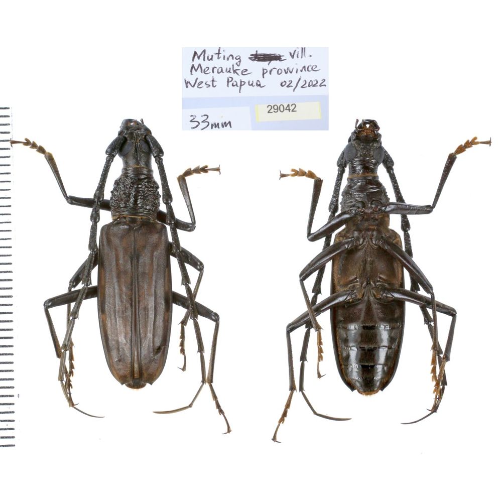 Aeolesthes externa 33mm from Merauke province, Central Papua, Indonesia