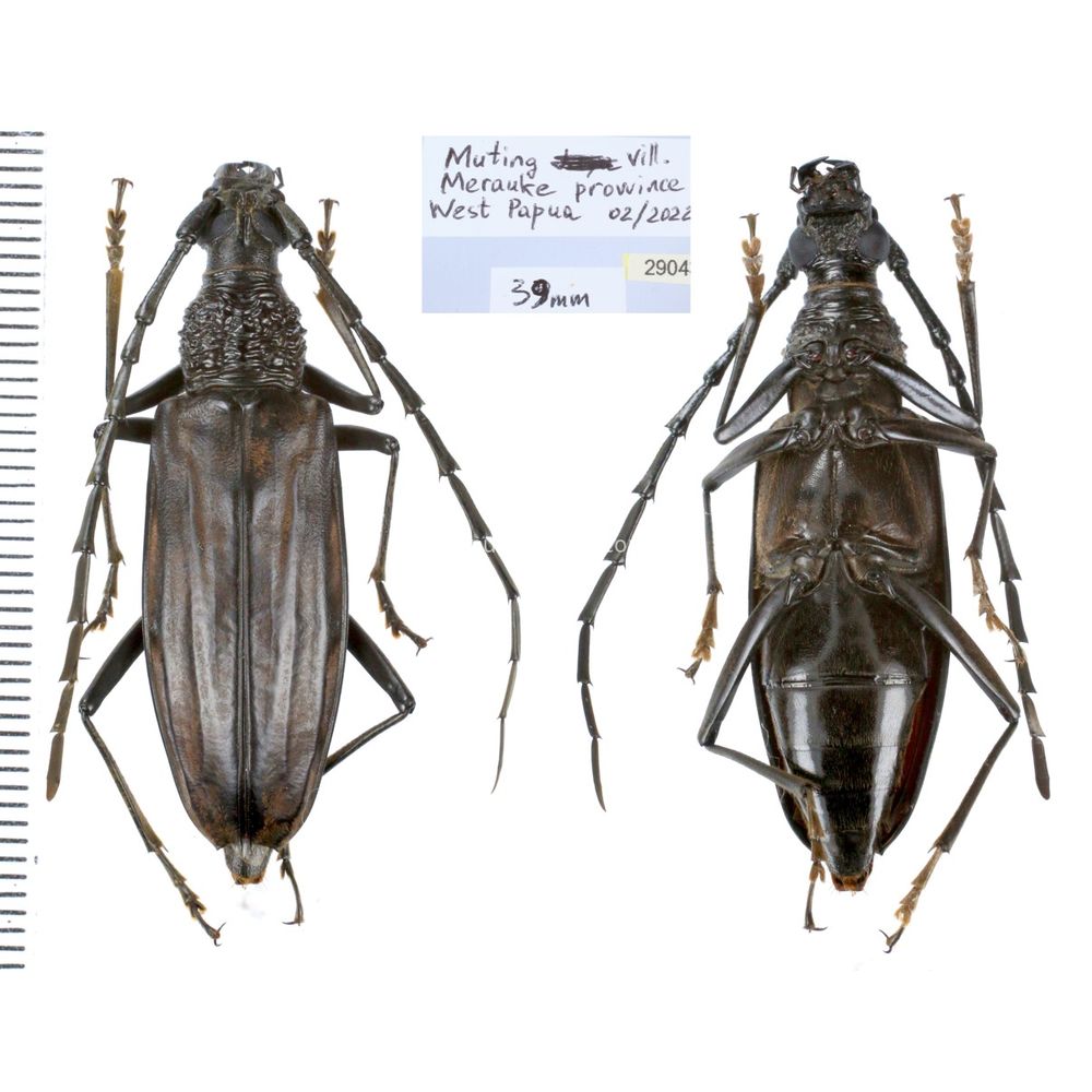 Aeolesthes externa 39mm from Merauke province, Central Papua, Indonesia