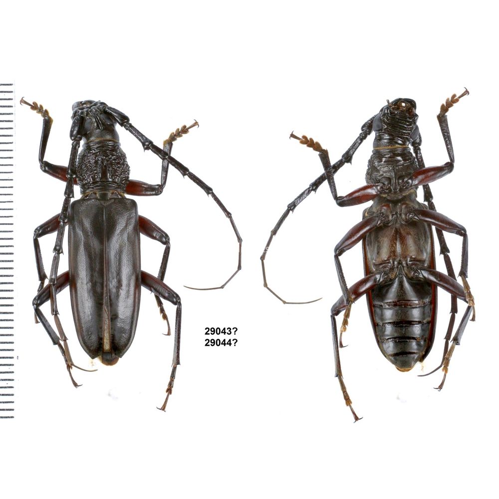 Aeolesthes externa from Merauke province, Central Papua, Indonesia