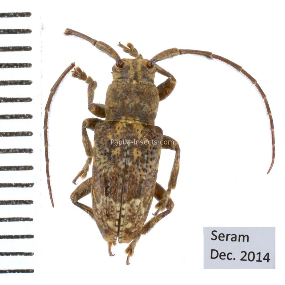 Pterolophia sp. from Seram island, Insonesia