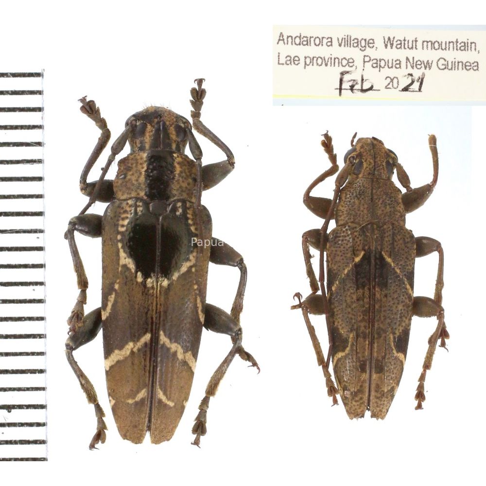 Tmesisternus sp. from Lae province, Papua New Guinea