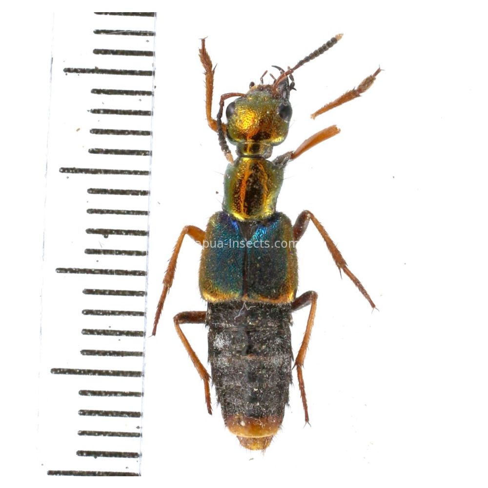 Actinus imperialis from Lae province, Papua New Guinea